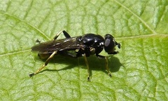 Xylota sylvarum