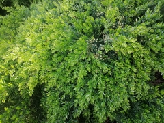 Phyllanthus myrtifolius