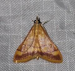 Pyrausta pseudonythesalis