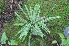 Asplenium monanthes