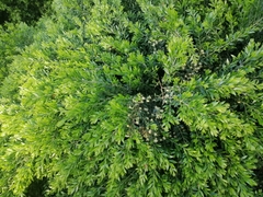 Phyllanthus myrtifolius