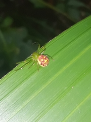 Diaea
