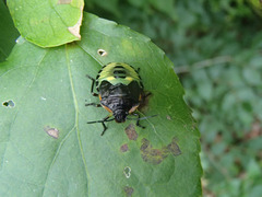 Nezarini