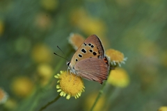 Lycaena phlaeas shima