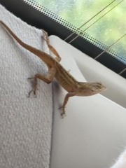 Anolis sagrei