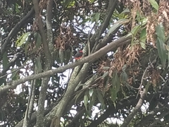 Pyrocephalus rubinus