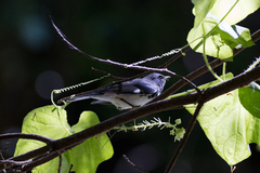 Setophaga caerulescens