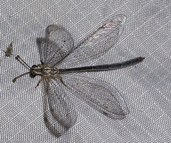 Clathroneuria coquilletti