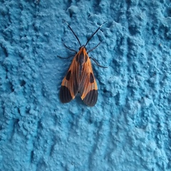 Dycladia emerita
