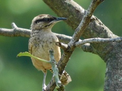 Campylorhynchus gularis