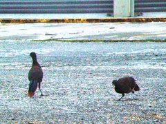 Ortalis ruficauda ruficauda