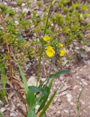 Brassica napus