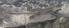 Sceloporus consobrinus