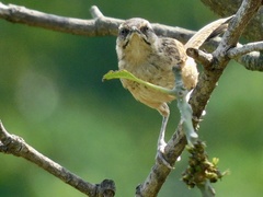 Campylorhynchus gularis