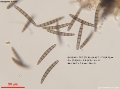 Geoglossum umbratile