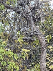 Phoradendron macrophyllum