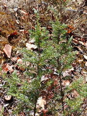 Juniperus maritima