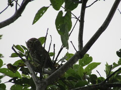 Glaucidium brasilianum