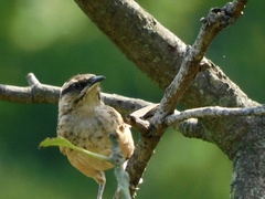 Campylorhynchus gularis