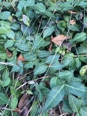 Euonymus fortunei