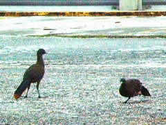 Ortalis ruficauda ruficauda