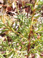 Juniperus maritima