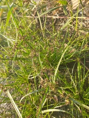 Cyperus