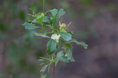 Dodonaea viscosa mucronata
