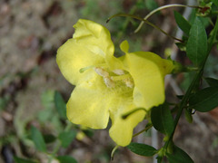Aureolaria