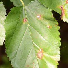 Cercospora moricola
