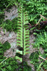 Asplenium monanthes