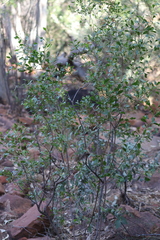 Dodonaea viscosa mucronata
