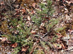 Juniperus maritima