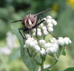 Calyptratae