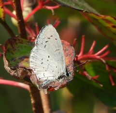 Celastrina