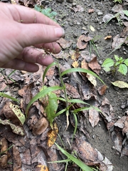Panicum philadelphicum