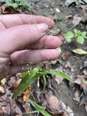 Panicum philadelphicum