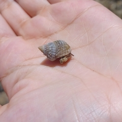 Cenchritis muricatus