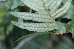 Polypodium calirhiza