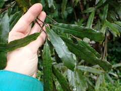 Elaeocarpus dentatus