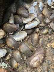 Unionidae
