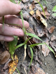 Panicum philadelphicum