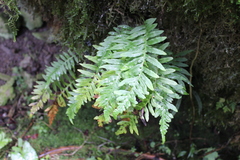 Polypodium calirhiza