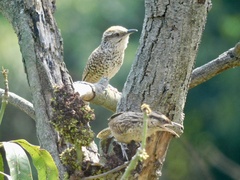 Campylorhynchus gularis
