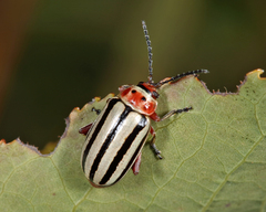 Disonycha alternata