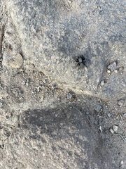 Phidippus octopunctatus