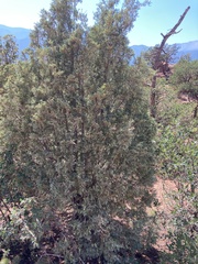 Juniperus scopulorum
