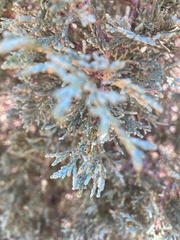 Juniperus scopulorum