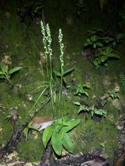 Peristylus lacertifer