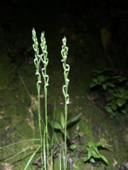 Peristylus lacertifer